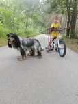 Reproduktor Cocker spaniel angielski!