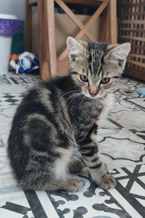 Kot “bengalski” - Benio