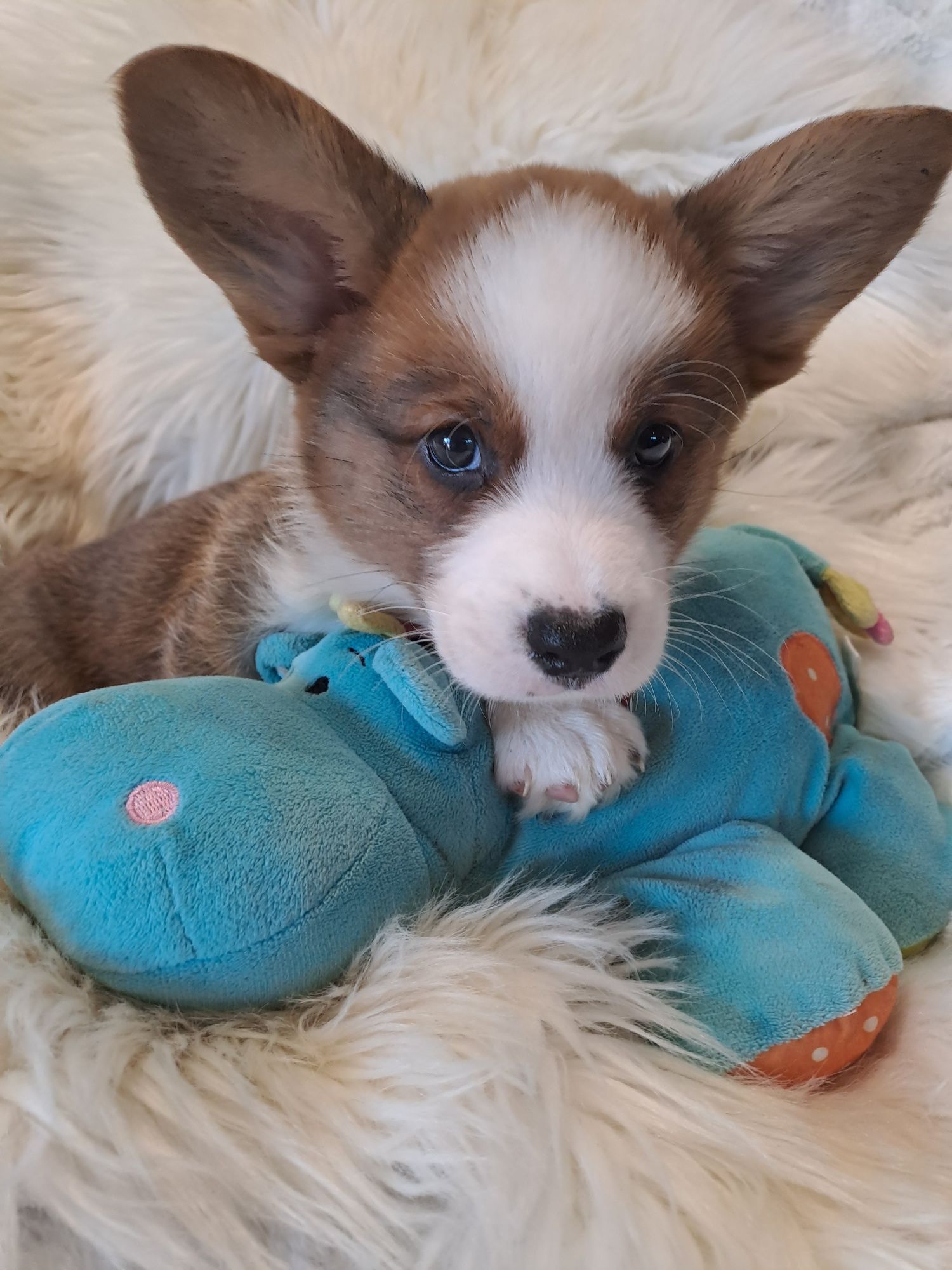*FRUGO*WELSH CORGI CARDIGAN **śliczny piesek gotowy do zmiany opiekuna