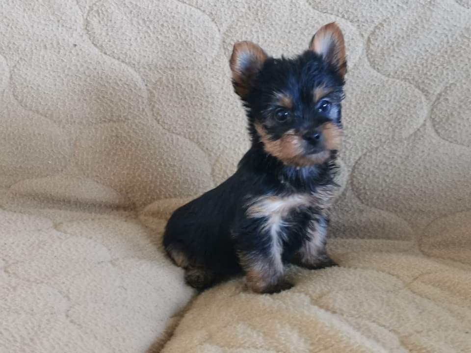 Yorkshire terrier menina mini