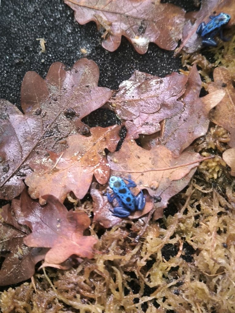 Dendrobates tinctorius Azureus Drzewołazy żabki tropikalne
