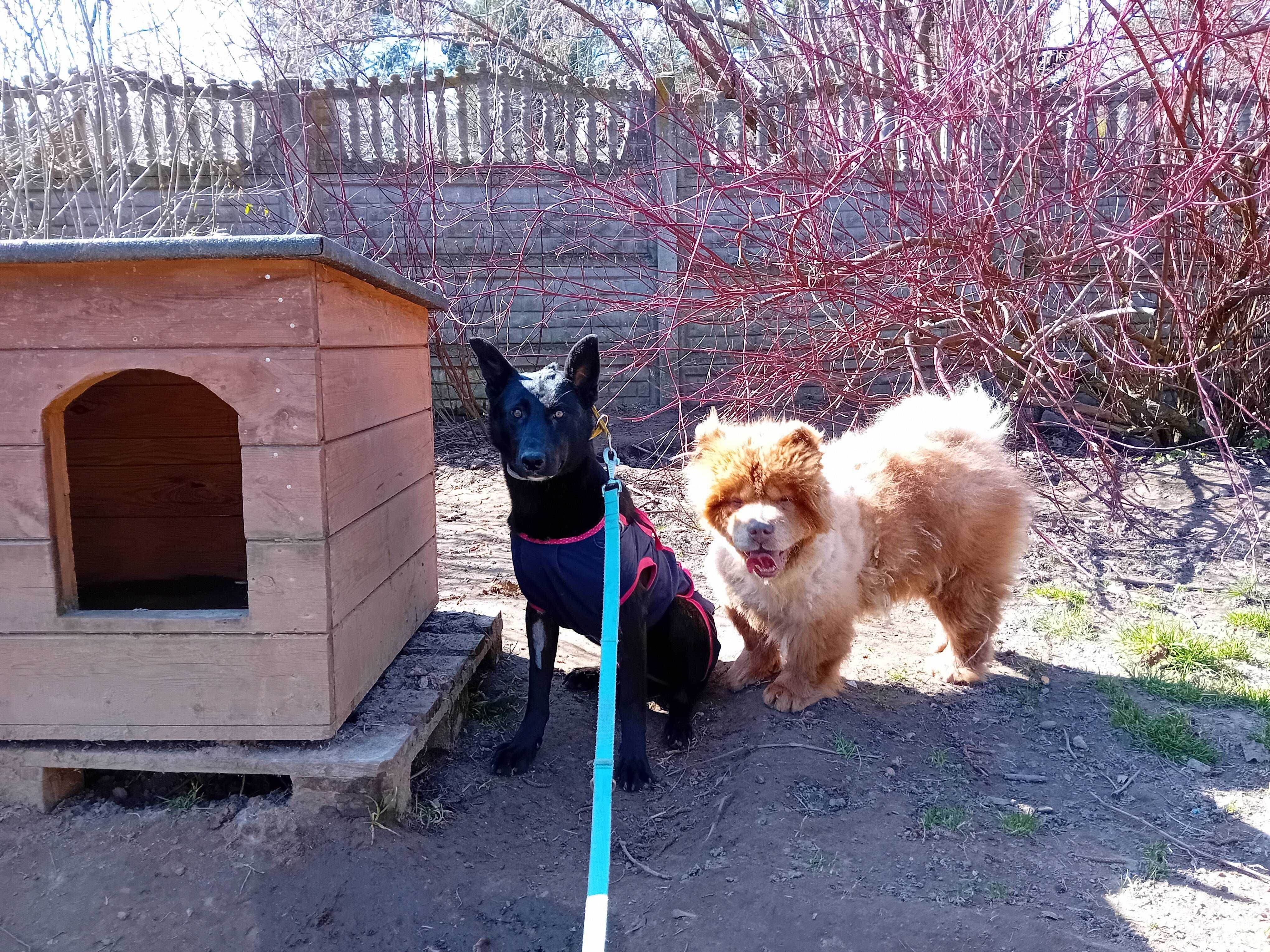 SAM - rasy CHOW-CHOW, 10-letni, łagodny