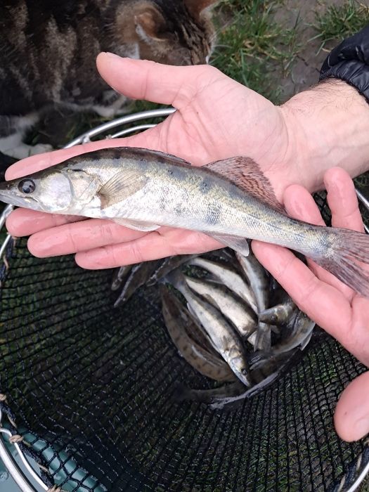 Karaś pospolita złota 18-20cm  Dostępny Jesiotr, karp