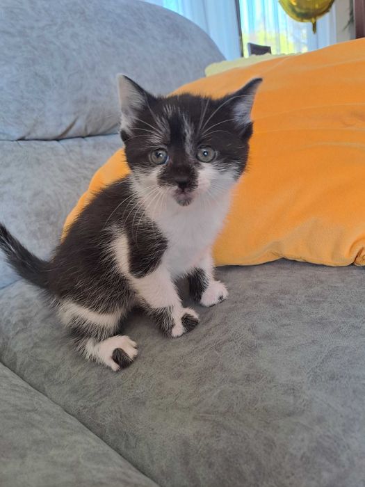 Oddam śliczną kicię za darmo , kicia szuka nowego domku