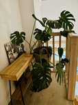 Monstera dziurawa 90cm