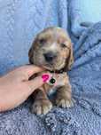 Śliczna suczka cocker spaniel
