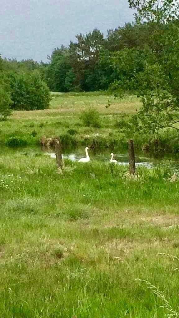 Działka Bukowina Lębork - cisza, natura - na raty, bez pośredników