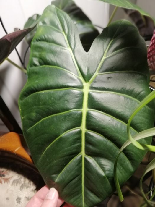 Алоказия много сортов.