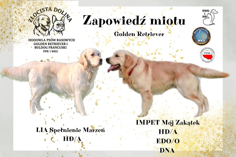 Golden Retriever zapowiedź miotu