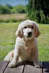 Golden Retriever ZKwP FCI Gotowe do odbioru