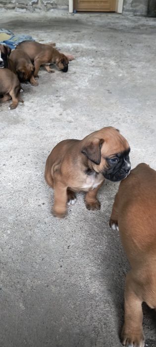 Szczenię bokser rasowe