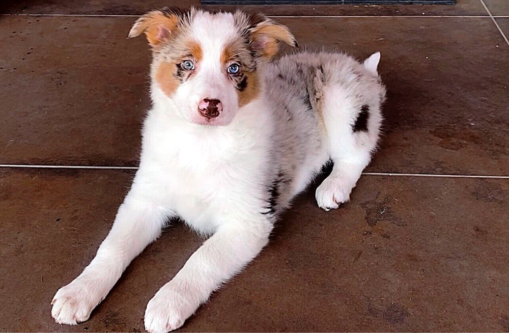 Suczka Border Collie ZKwP. FCI