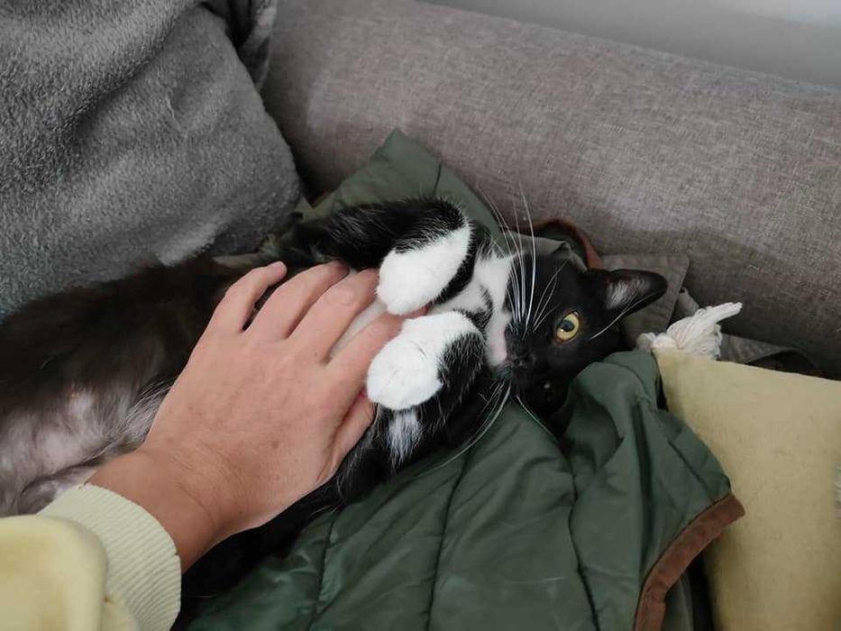 Miziasta kotka Iga szuka kochającego i przytulaśnego domu