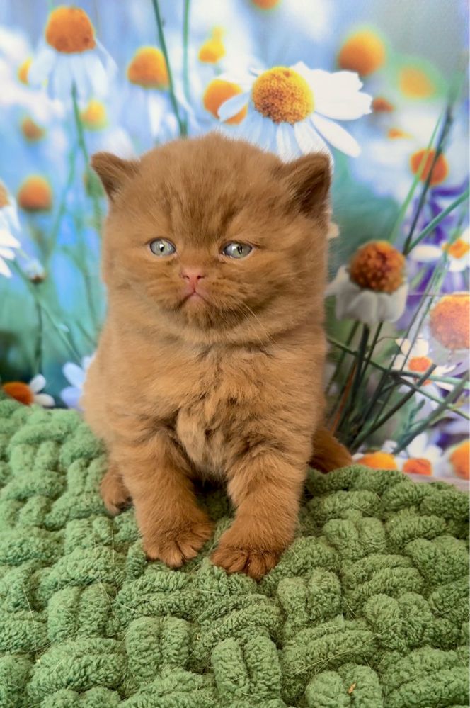 Котик Марсель британский циннамон эксклюзив котята