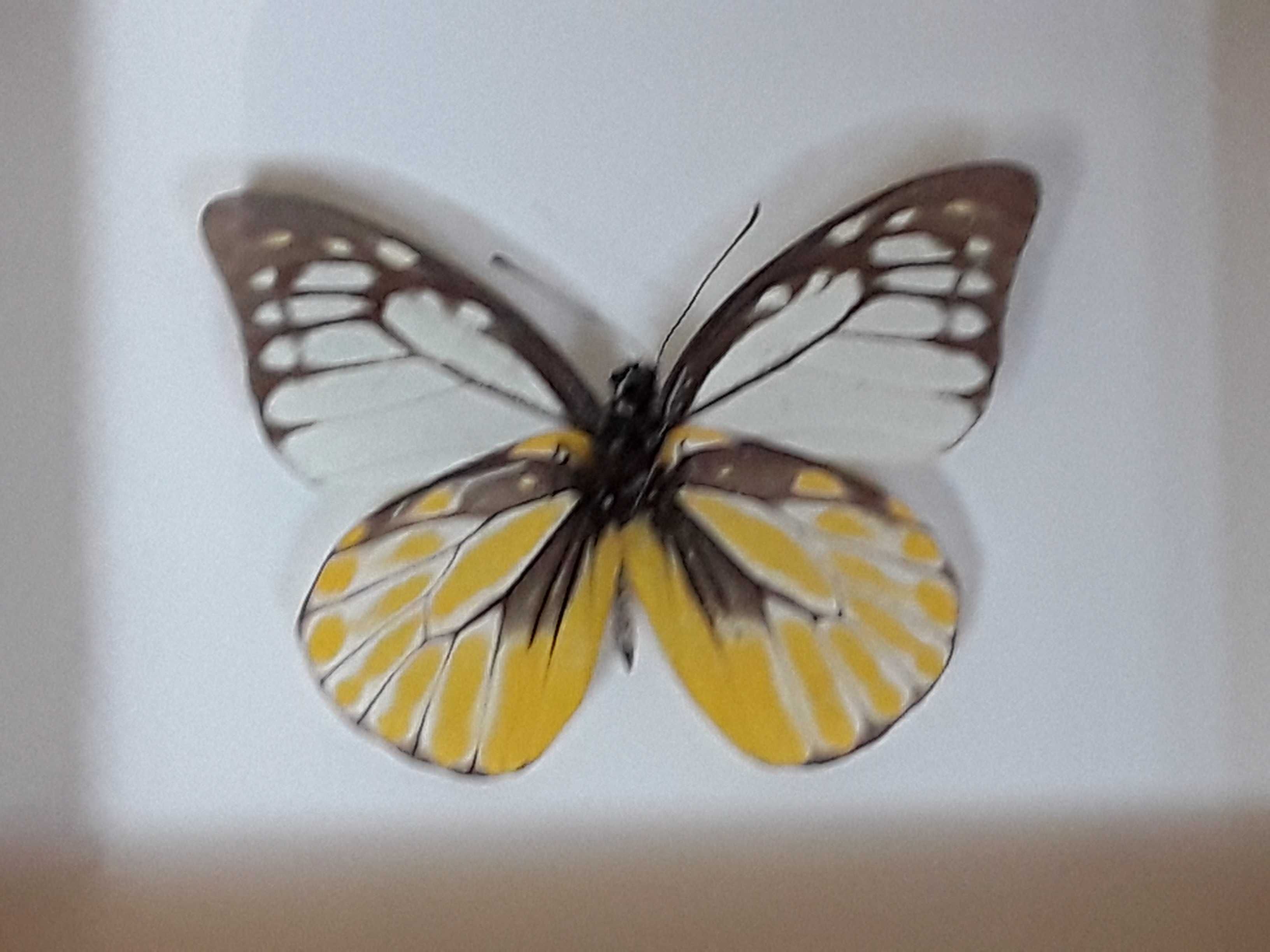 Motyl w ramce 12x10 cm Prioneris thestylis 60 mm .