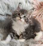 Maine Coon cudne kocieta