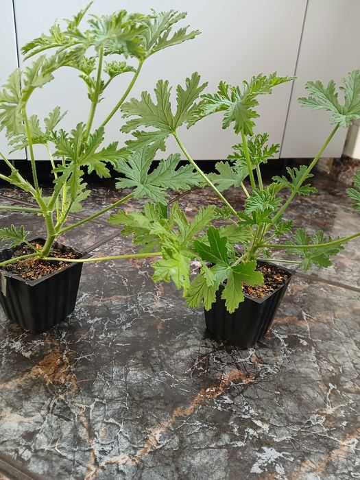geranium anginka pachnąca 2 sztuki
