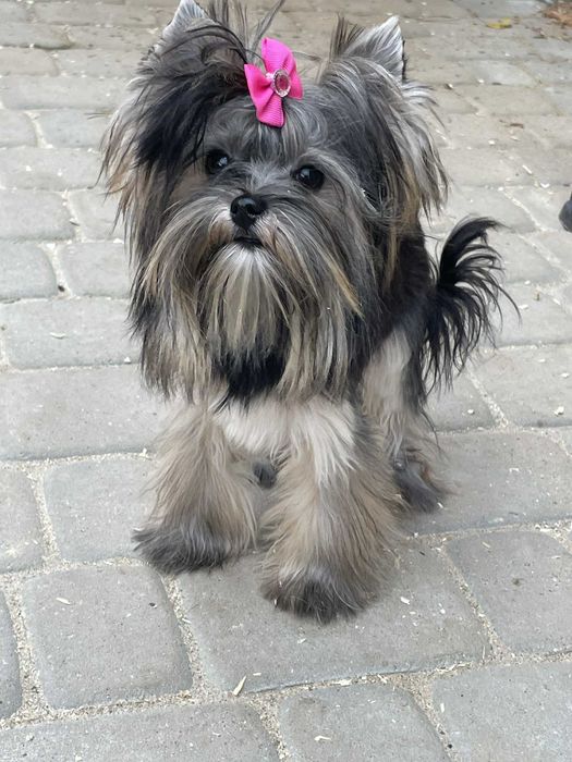 Yorkshire terrier miniaturka suczka Misia paszport 1.60 kg