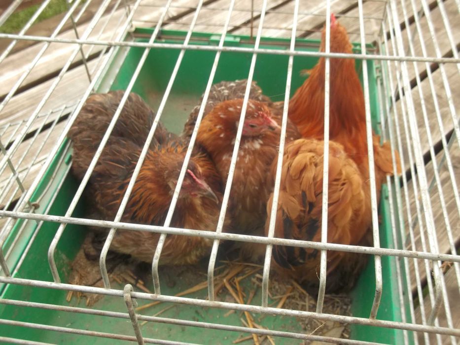 Kochin Miniaturowy 2+1