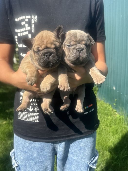 Суперські цуценята французики!Доставка по Україні та за кордон