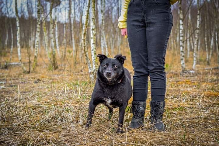 To wspaniały pies - dlaczego jeszcze bez Rodziny Adopcyjnej?