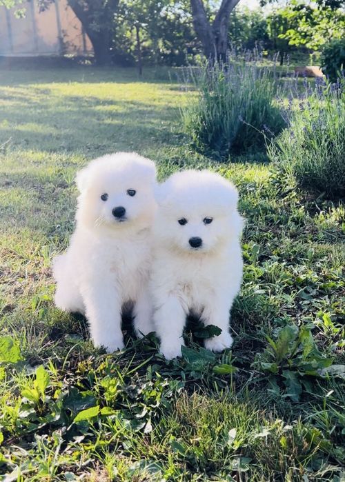 Чарівні малюки. Самоєд.
