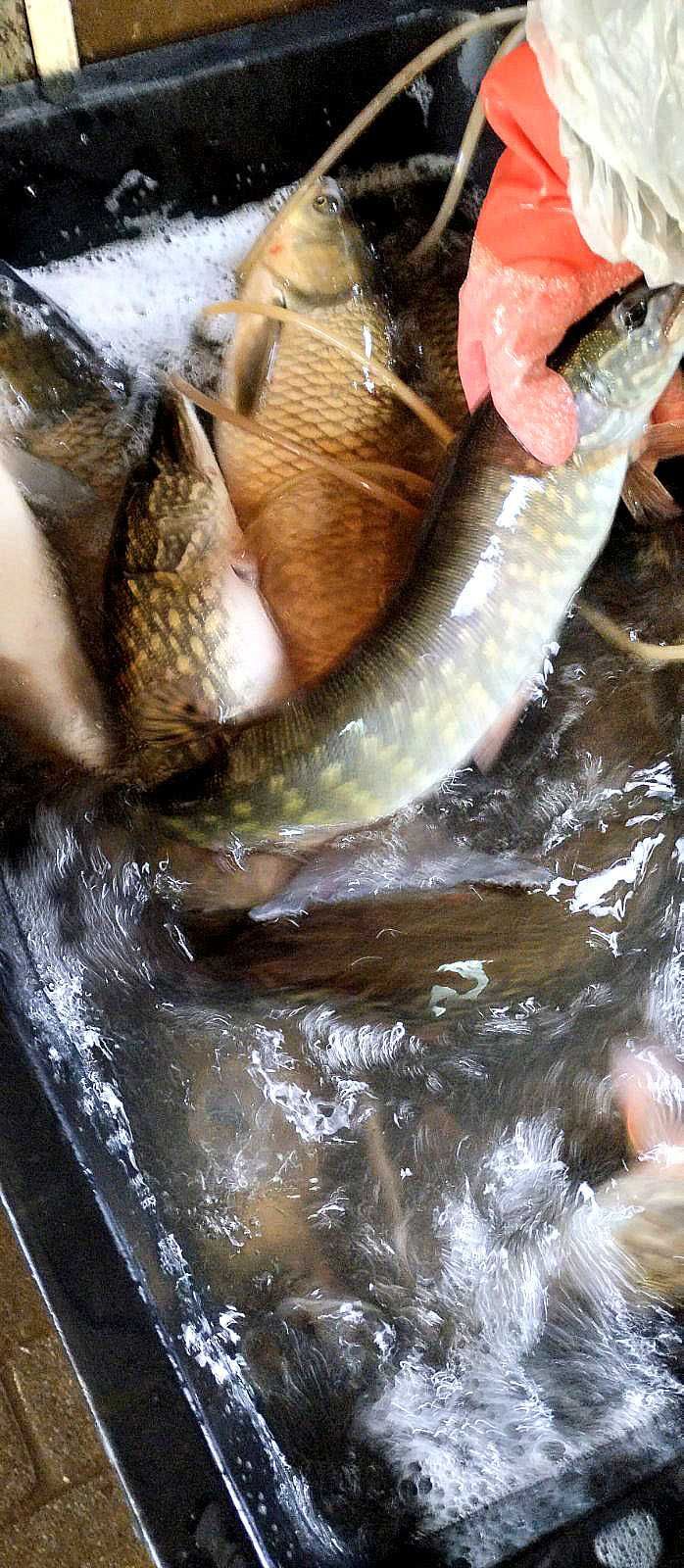 Жива риба у Чернівцях