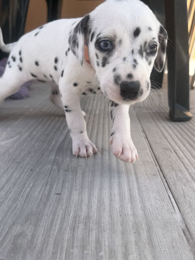 Dalmata filhote