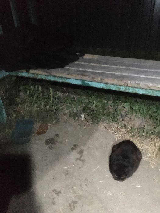 Кошка, заберите кошку пока не замерзла