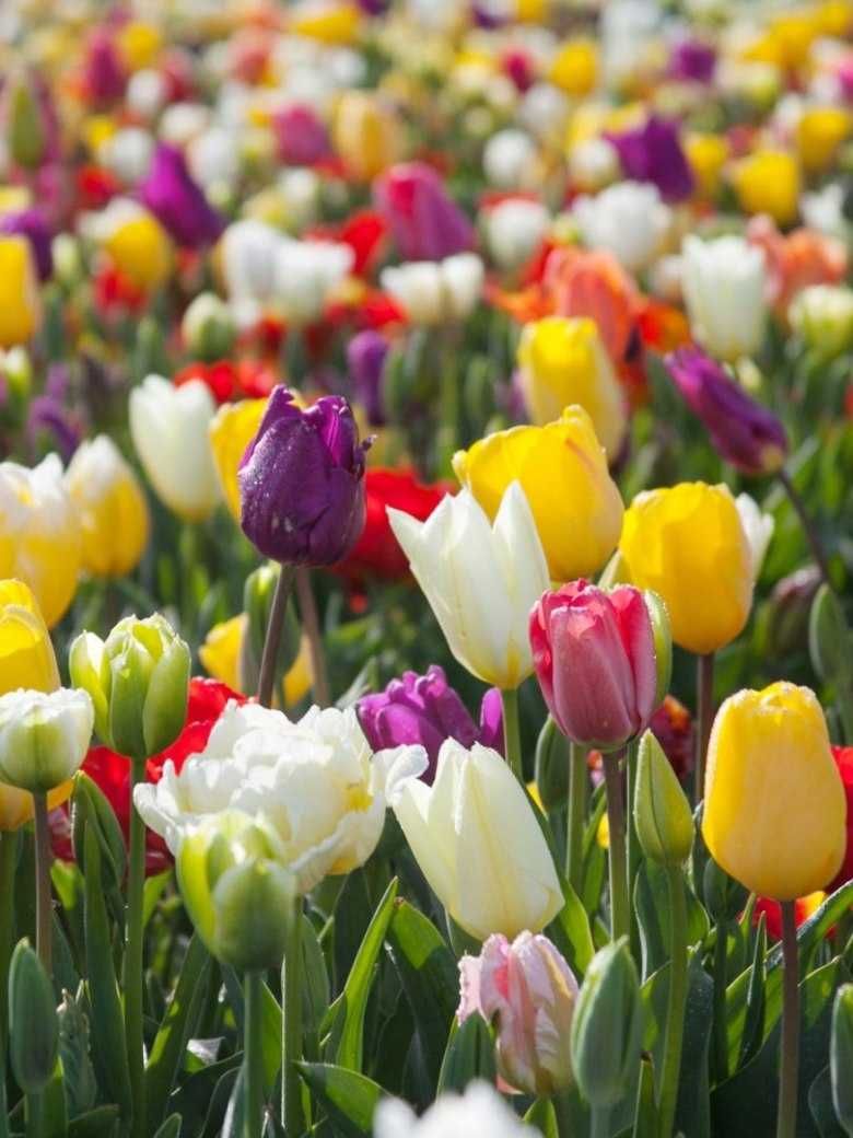 TULIPANY Cebulki  50 szt. cebule TULIPANA Mix Kolorów TULIPANÓW