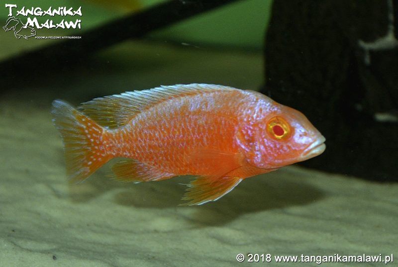 Aulonocara Red Dragon Albino TanganikaMalawi