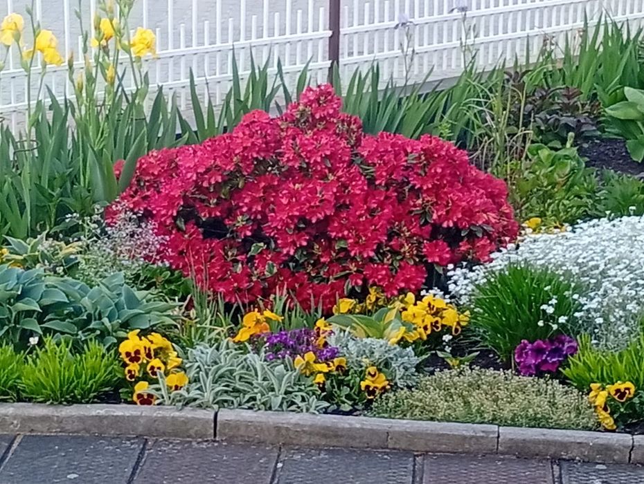 Rododendron duży okazały