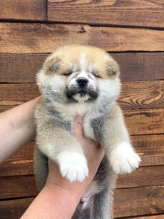 Акіта іну,  цуценята японської  акіти, Хатіко