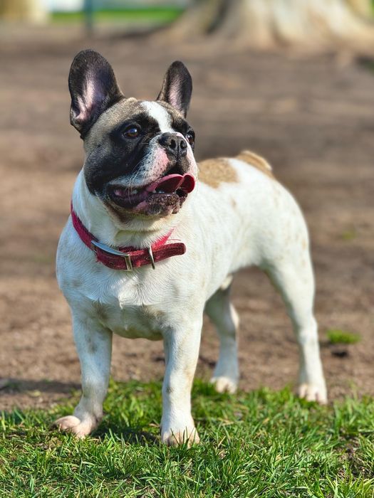 Buldogue procura namorada