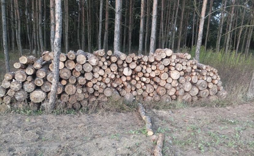 Sprzedam Drewno Opałowe Sosna