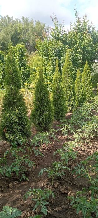 Продам Гималайскую сосну ,туи