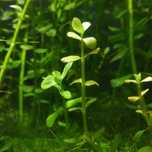 Planta de Aquário -  bacopa monnieri (fácil manutenção)