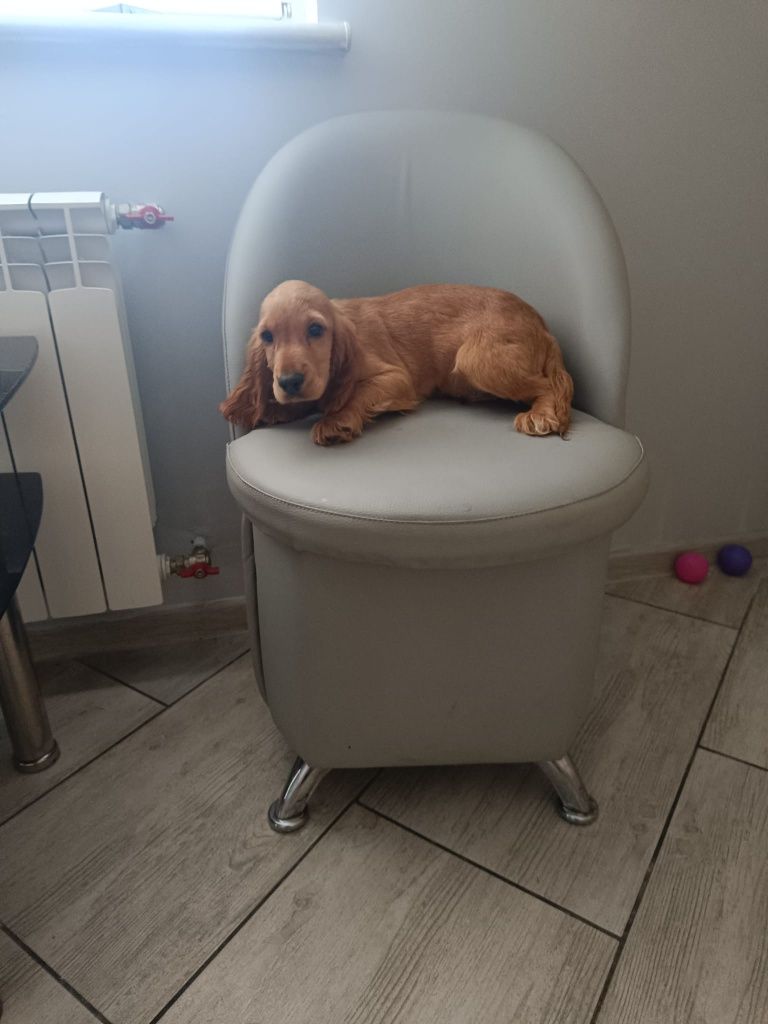 Śliczny cocker spaniel