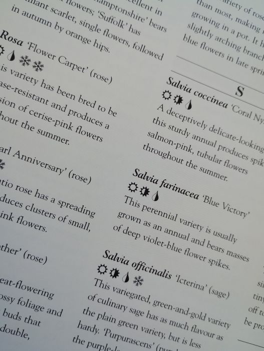 Gardening without garden ogród w pojemnikach  rośliny na taras balkon