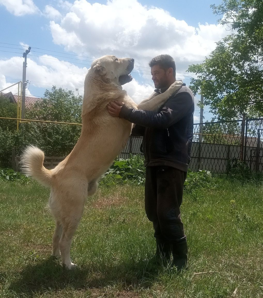 Щенки САО ( алабай )