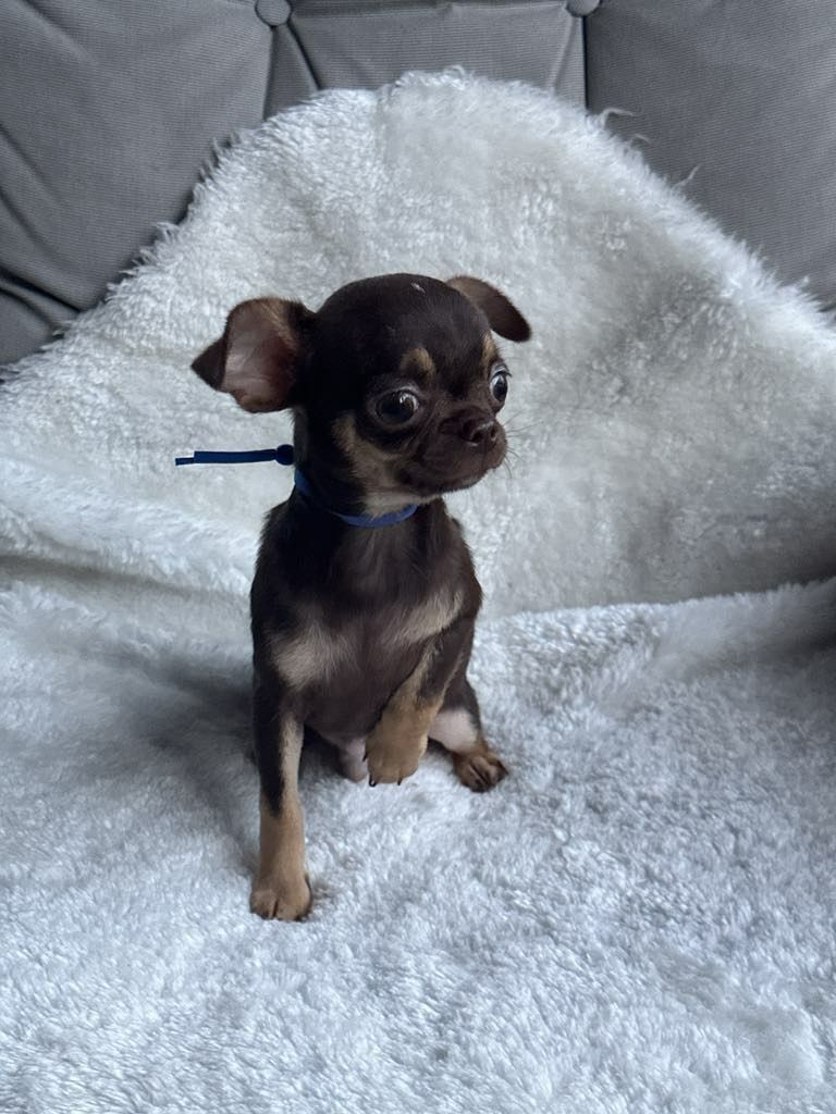 Sliczny czekoladowy chlopiec Chihuahua