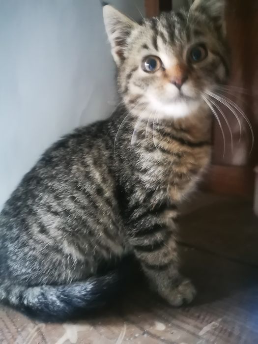 Oddam kocurka do dobrego domu