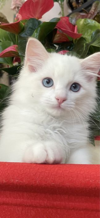 Котёнок, регдолл, Ragdoll, котик
