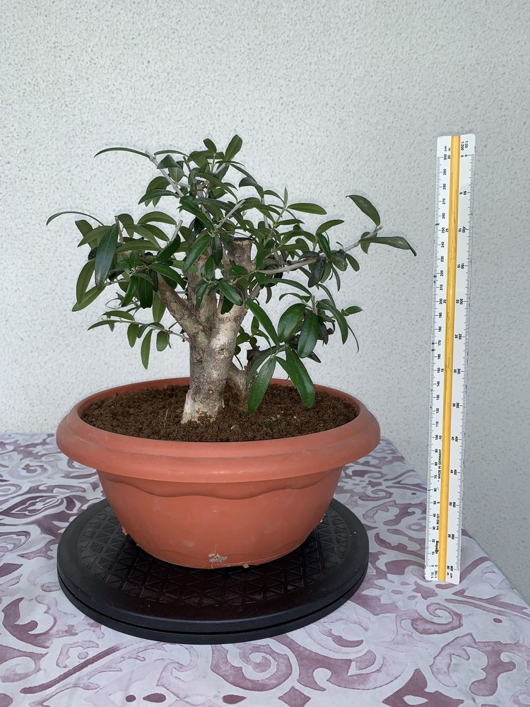 Bonsai Oliveira - fase de Pré-Bonsai