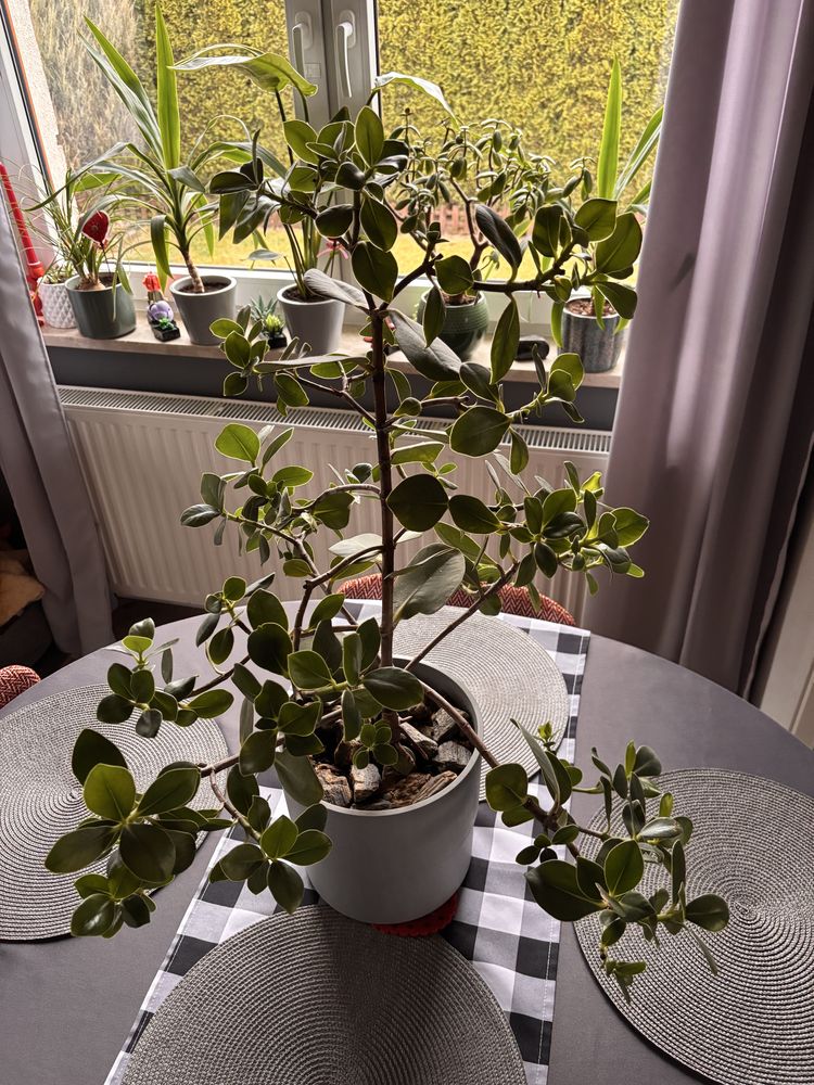 Clusia rosea kwiat doniczkowy 1