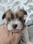 Yorkshire Terrier, White  Ocean Perl, suka