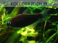 Tetra cesarska odmiana CZARNA - Nematobrycon palmeri - dowóz, wysyłka