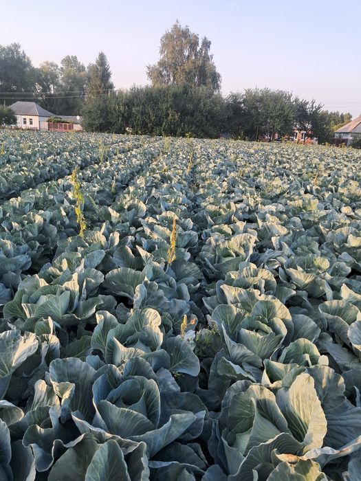 Продам капусту агресор !!!