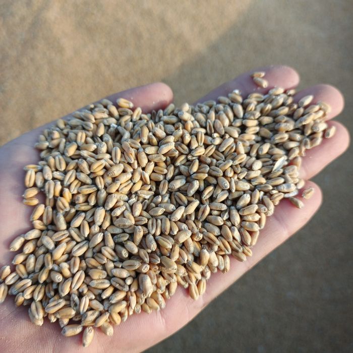 Продам пшеницю фураж