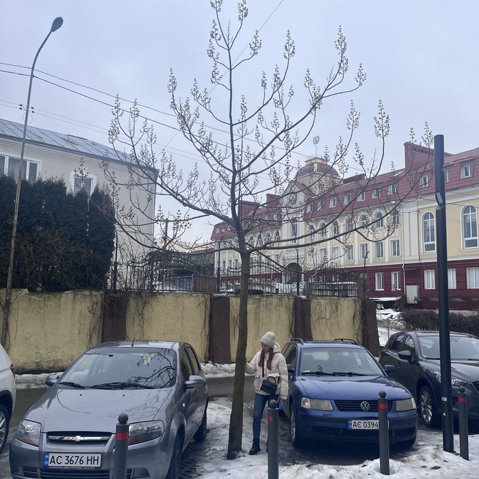 Декоративна Павловнія Shan Tong. Павловния ширина стовбура 1см